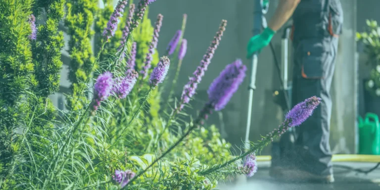 NDIS Spring Cleaning Services Bald Hills